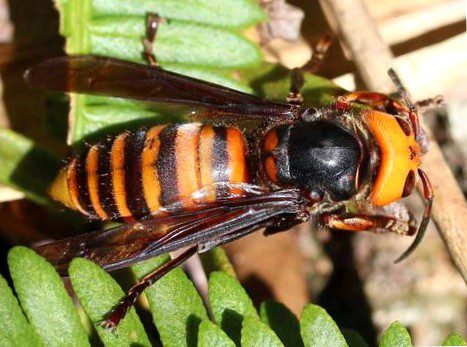 giant hornets killed at least 42 people in china
